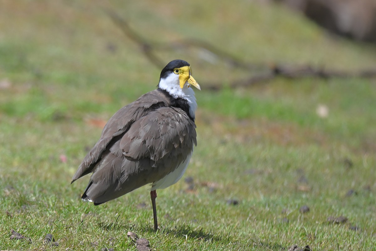 Masked Lapwing - ML645204427