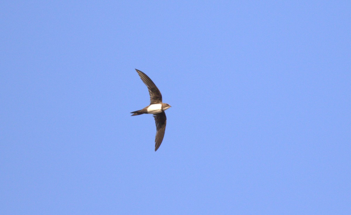 シロハラアマツバメ - ML645204428