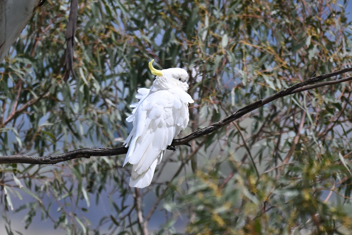 Sulphur-crested Cockatoo - ML645204429