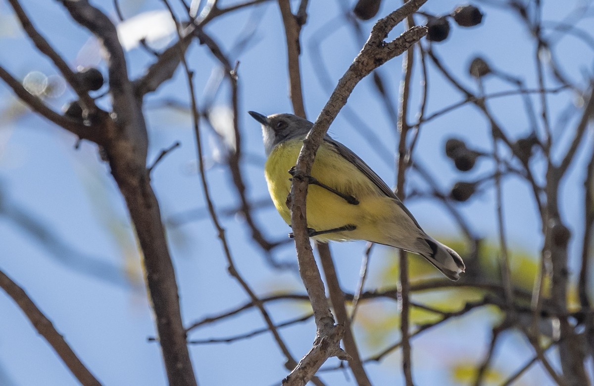 White-throated Gerygone - ML645204430