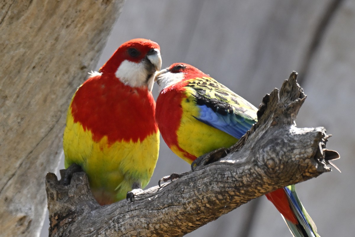 Eastern Rosella - ML645204433