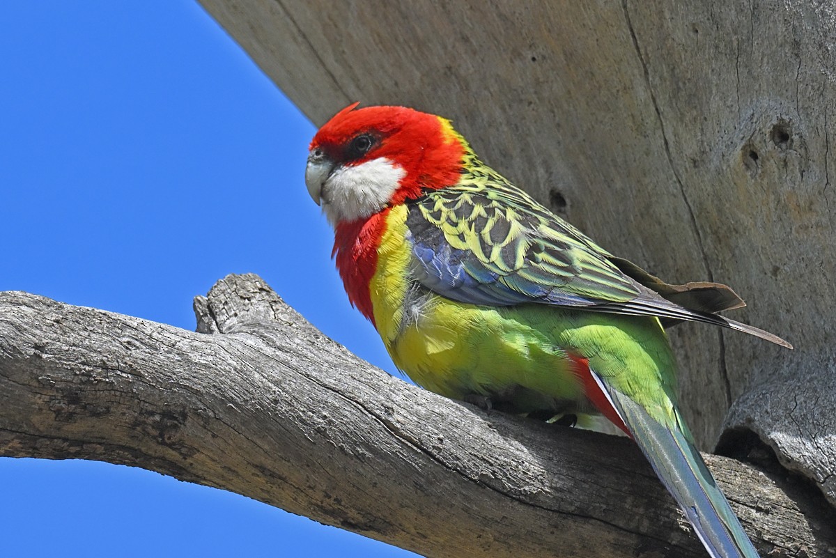 Eastern Rosella - ML645204434
