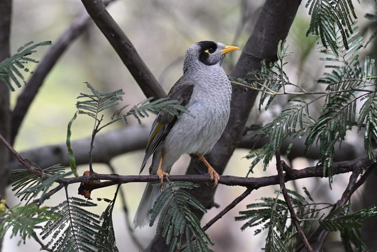 Noisy Miner - ML645204436