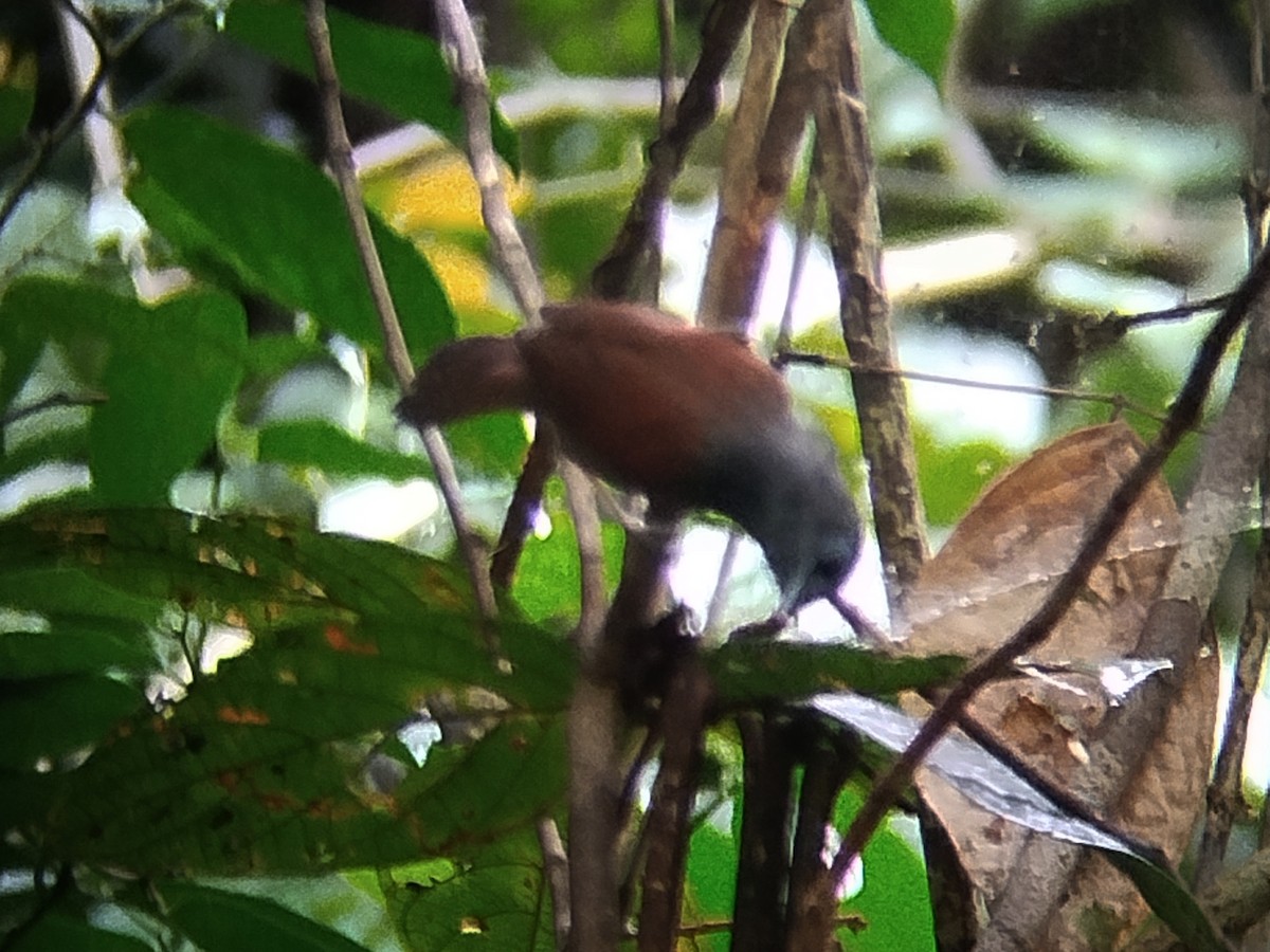 Gray-hooded Babbler - ML645204437