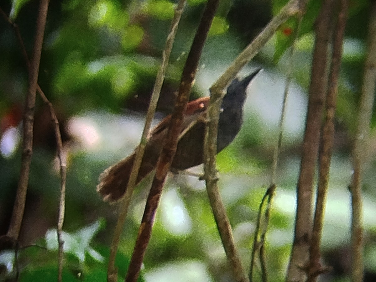 Gray-hooded Babbler - ML645204438