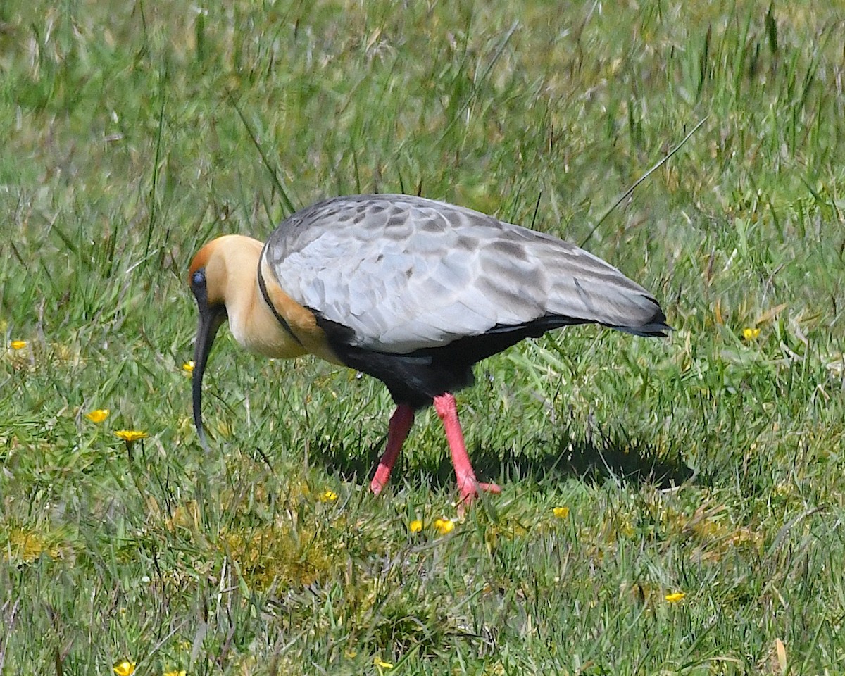 İbikli Sarıca Aynak - ML645204447