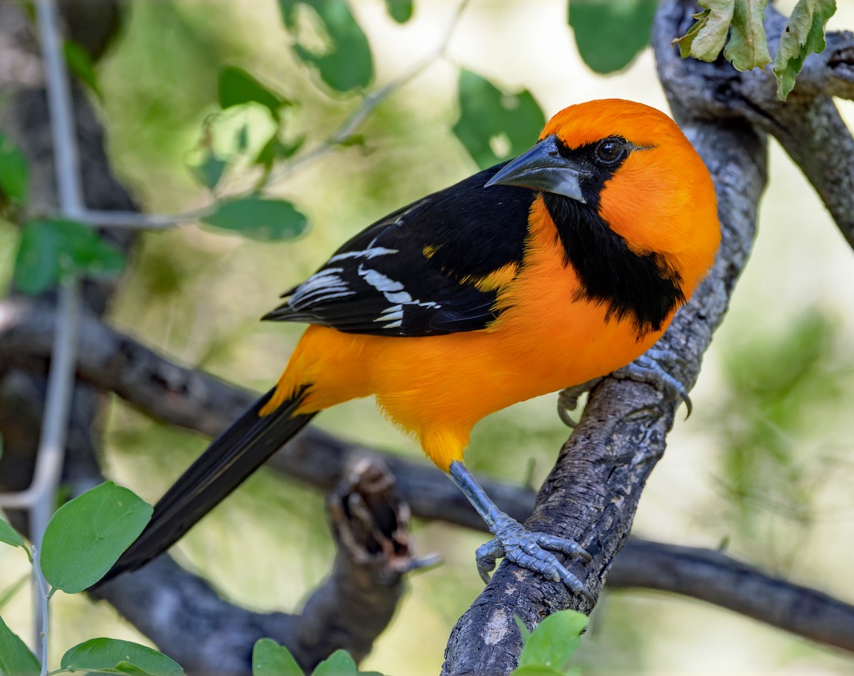 Altamira Oriole - ML645204455
