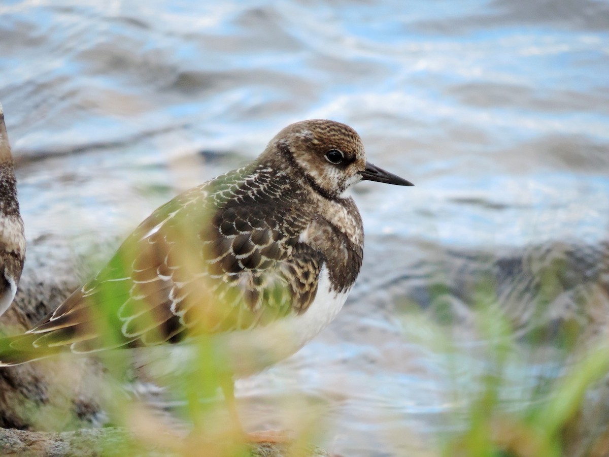 kamenáček pestrý - ML645204456