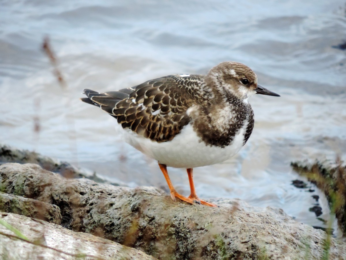 kamenáček pestrý - ML645204457