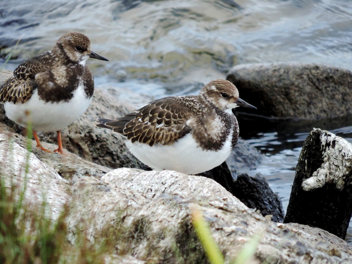 kamenáček pestrý - ML645204458