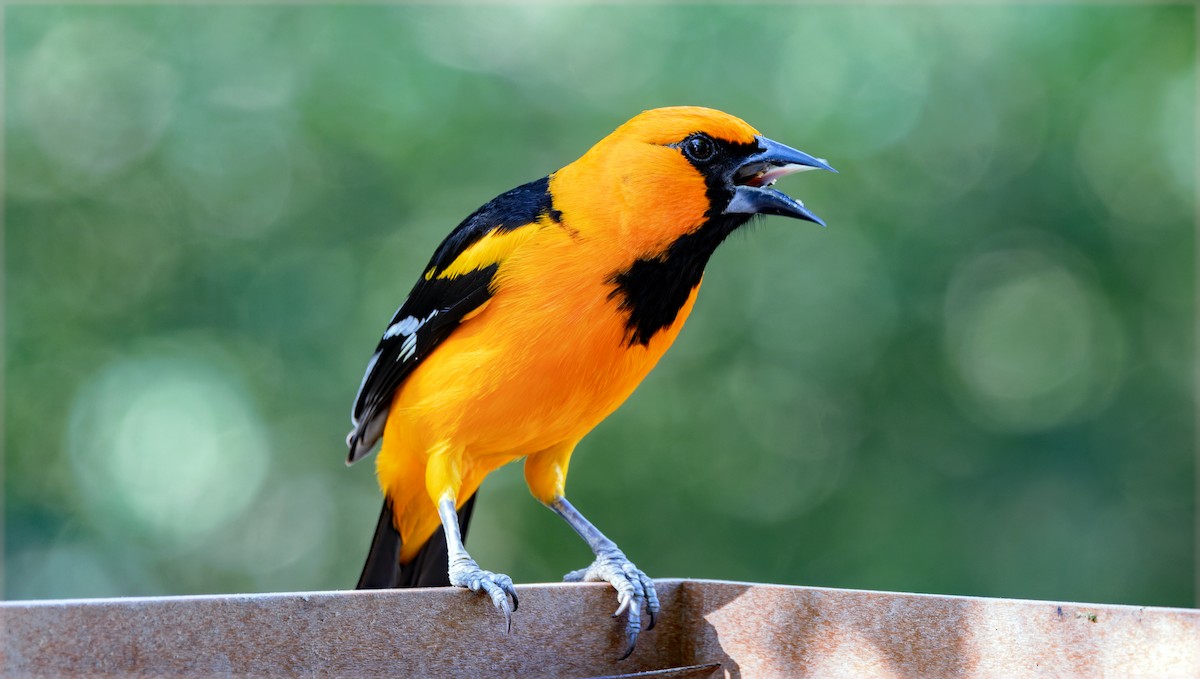 Altamira Oriole - ML645204459