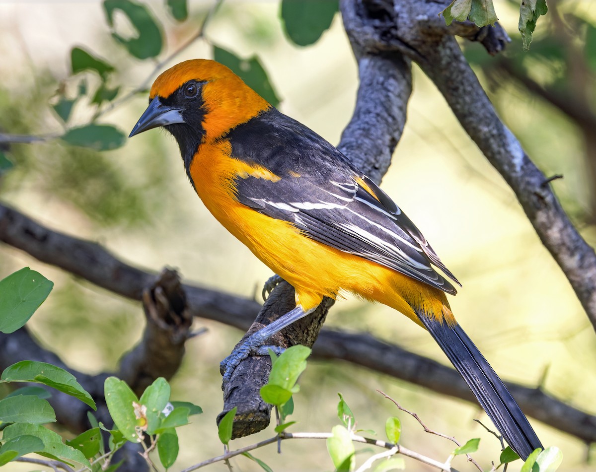 Altamira Oriole - ML645204460