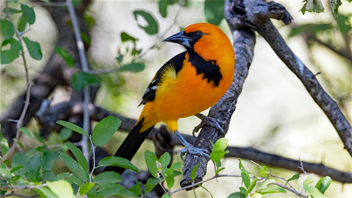 Altamira Oriole - ML645204461