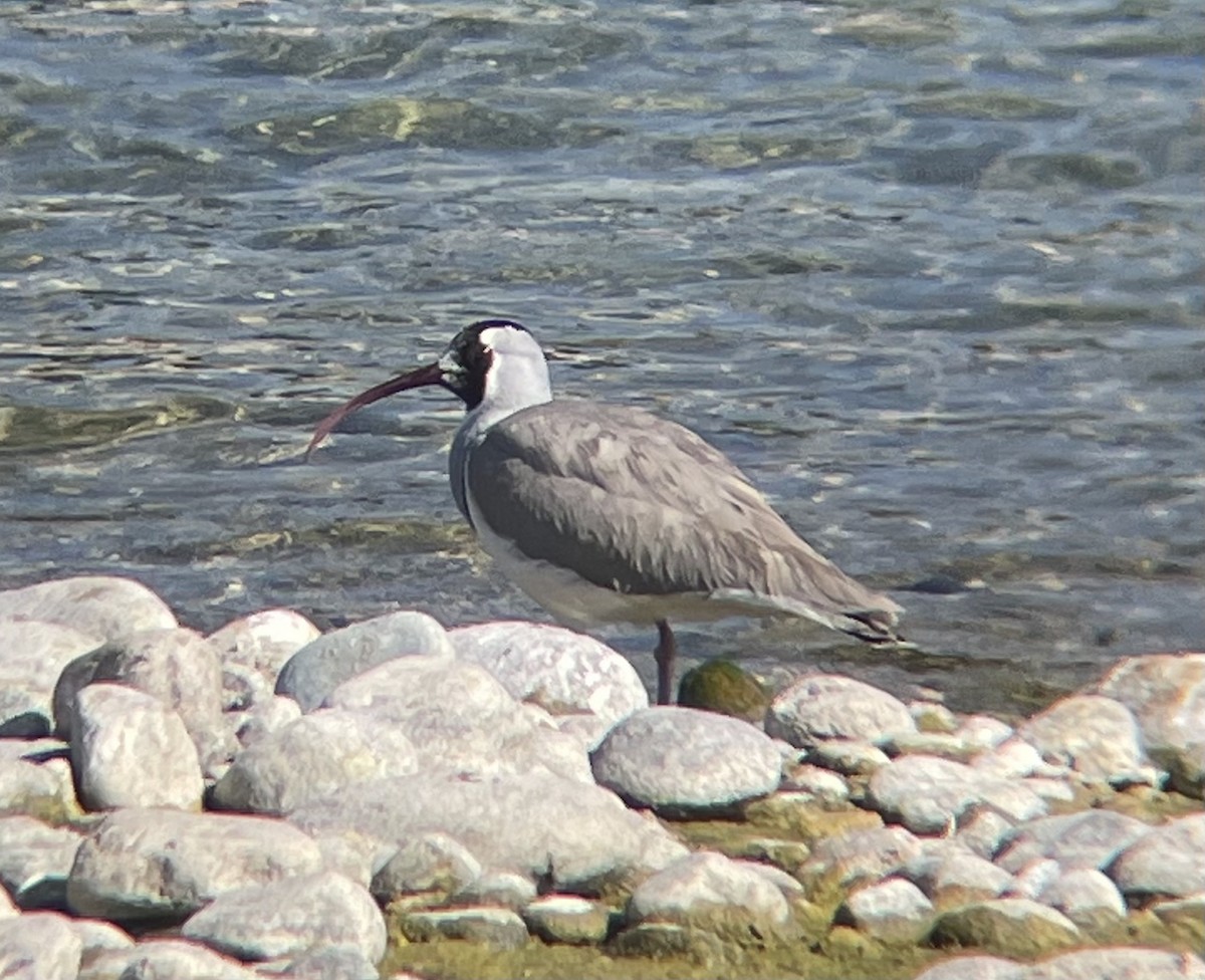 Ibisbill - ML645204471