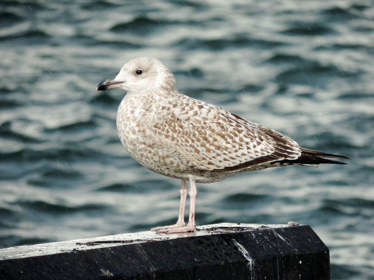 racek stříbřitý - ML645204472