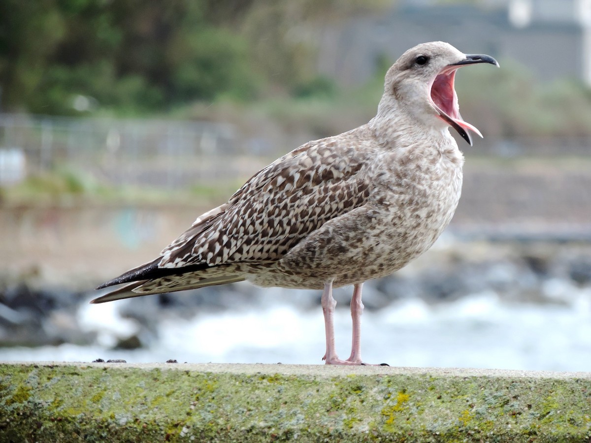racek stříbřitý - ML645204473