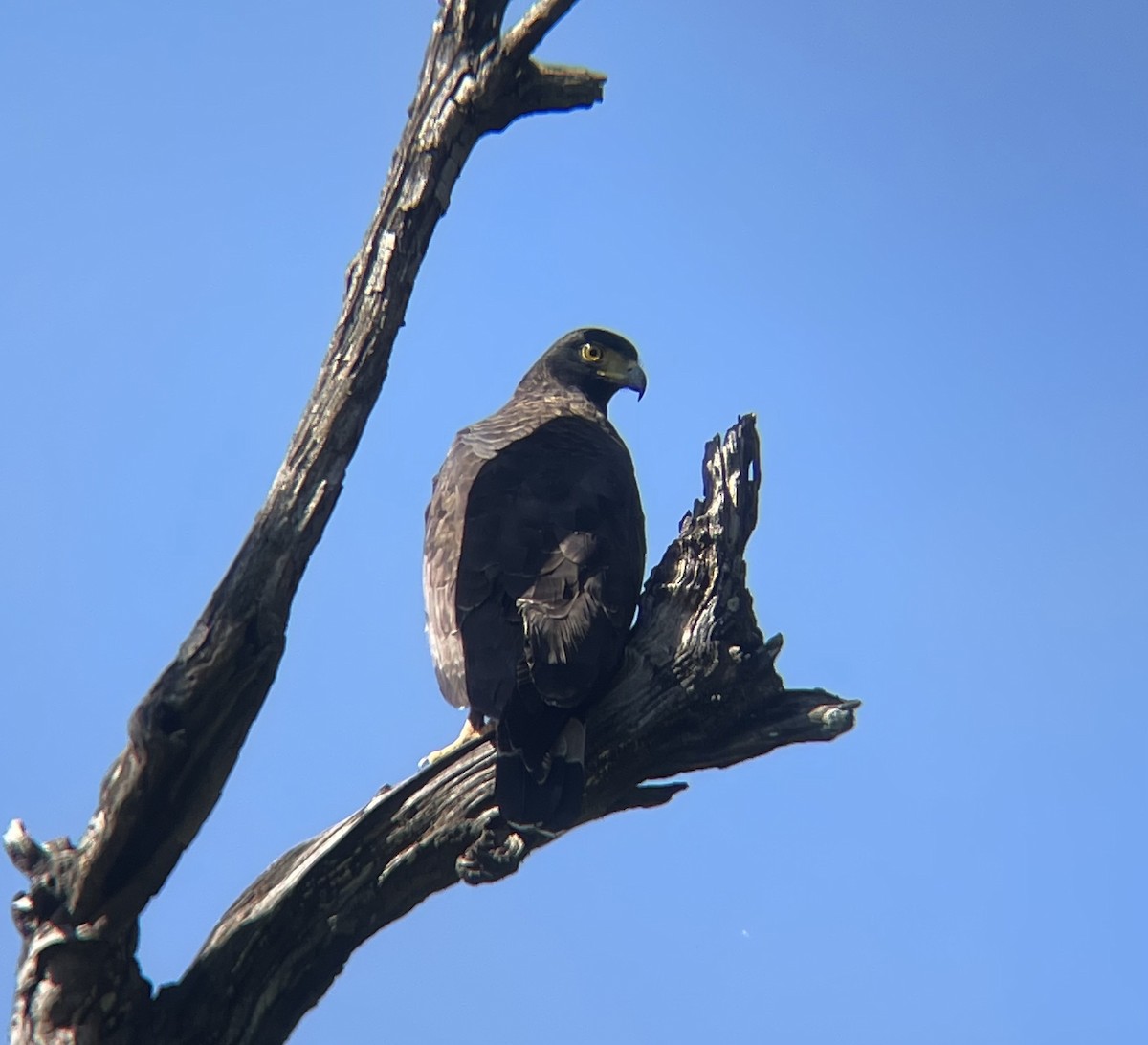 Crested Serpent-Eagle - ML645204478