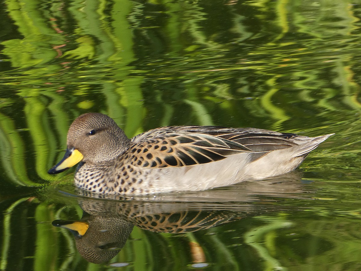 Yellow-billed Teal - ML645204505