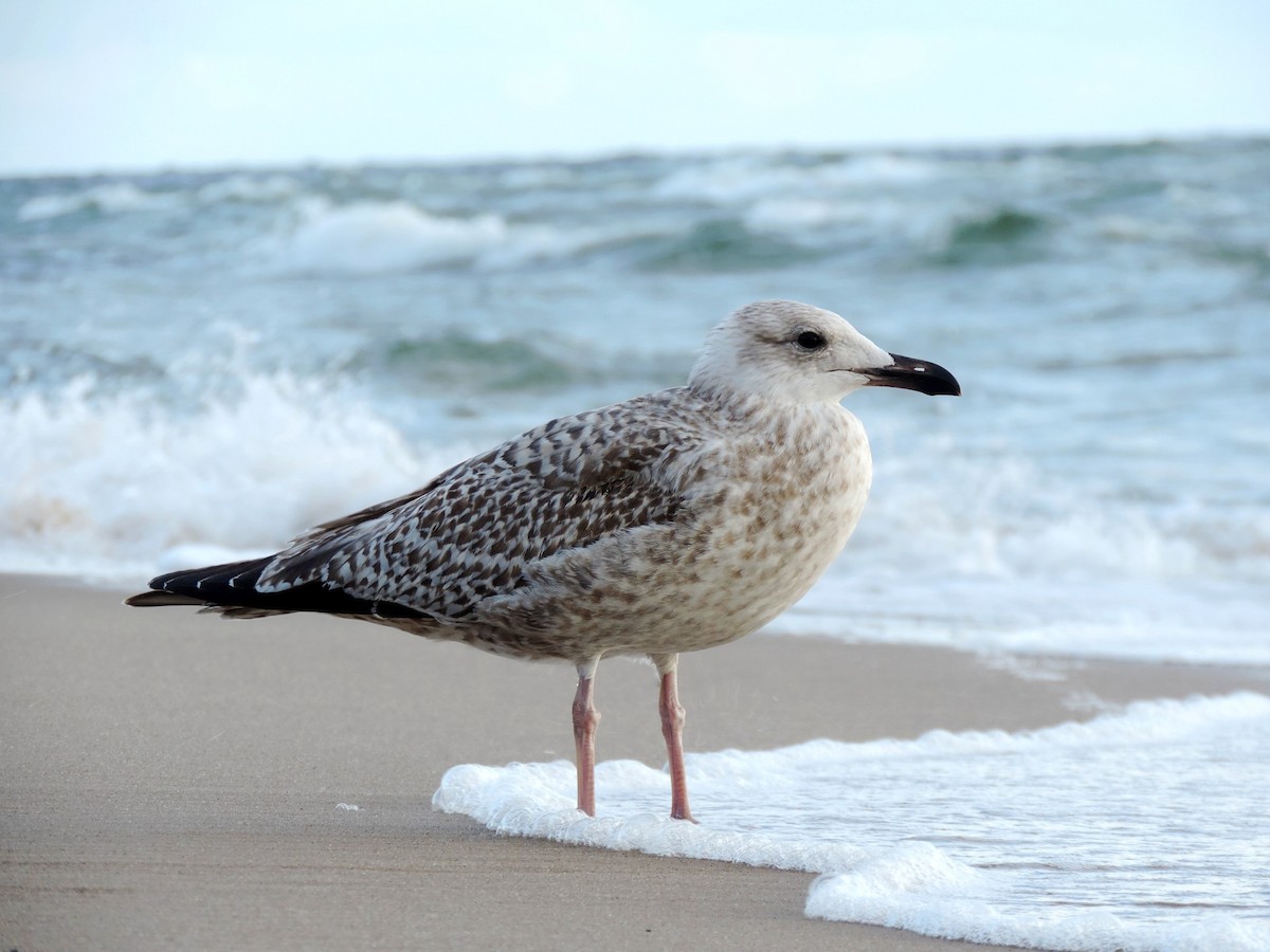 racek stříbřitý - ML645204512