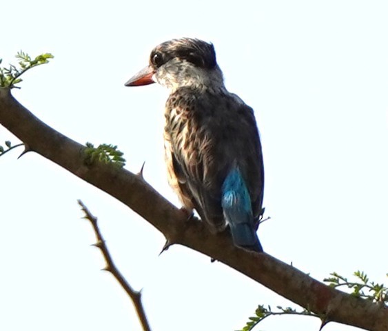 Striped Kingfisher - ML645204513