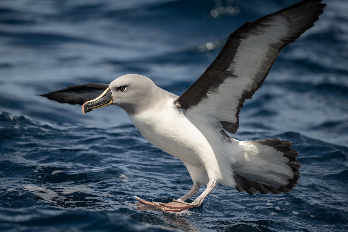 Gray-headed Albatross - ML645204518