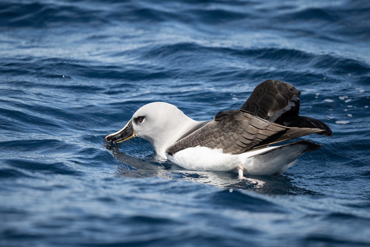 Gray-headed Albatross - ML645204521