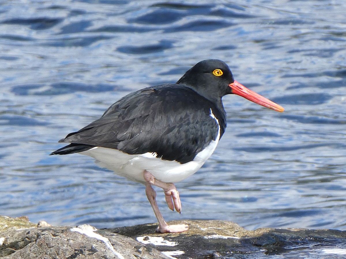 Magellanic Oystercatcher - ML645204526