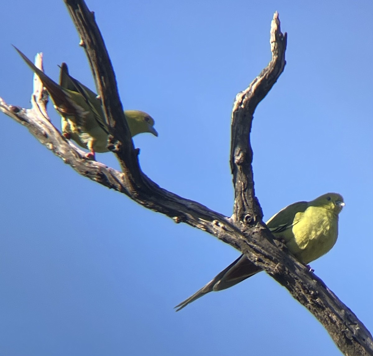 Pin-tailed Green-Pigeon - ML645204542