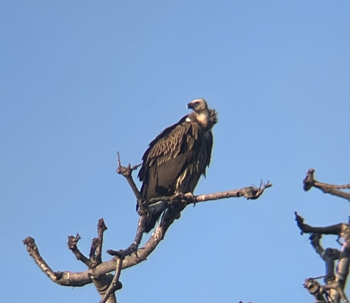 Vautour de l'Himalaya - ML645204546