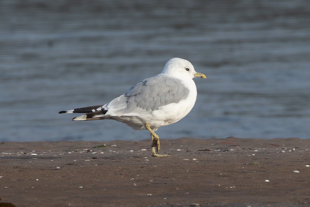 Common Gull - ML645204564