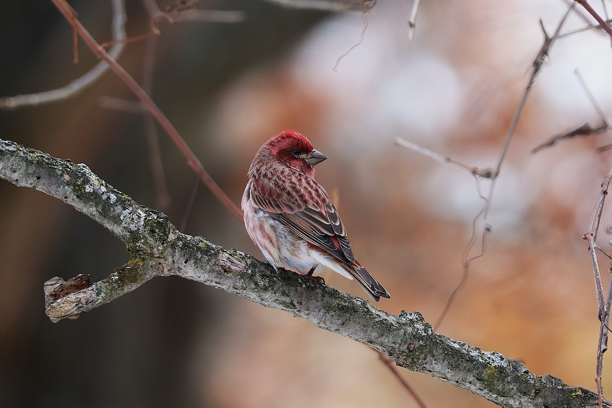 Purple Finch - ML645204581