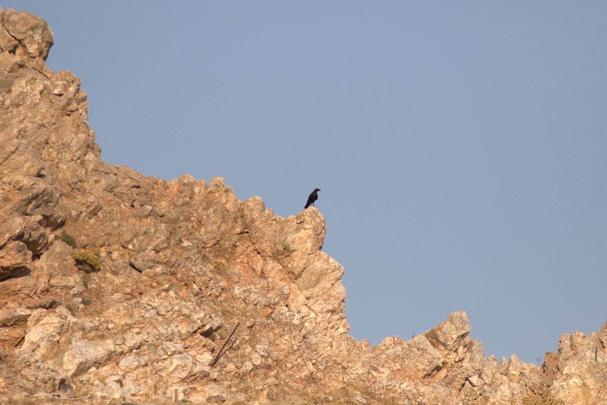 Erroi handia - ML645204597