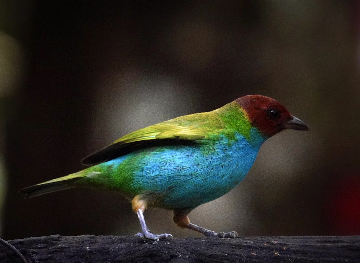 Tangara Cabecibaya - ML645204598