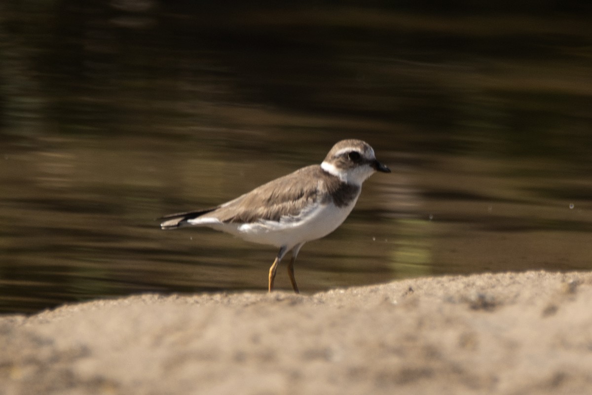 Semipalmated Plover - ML645204601