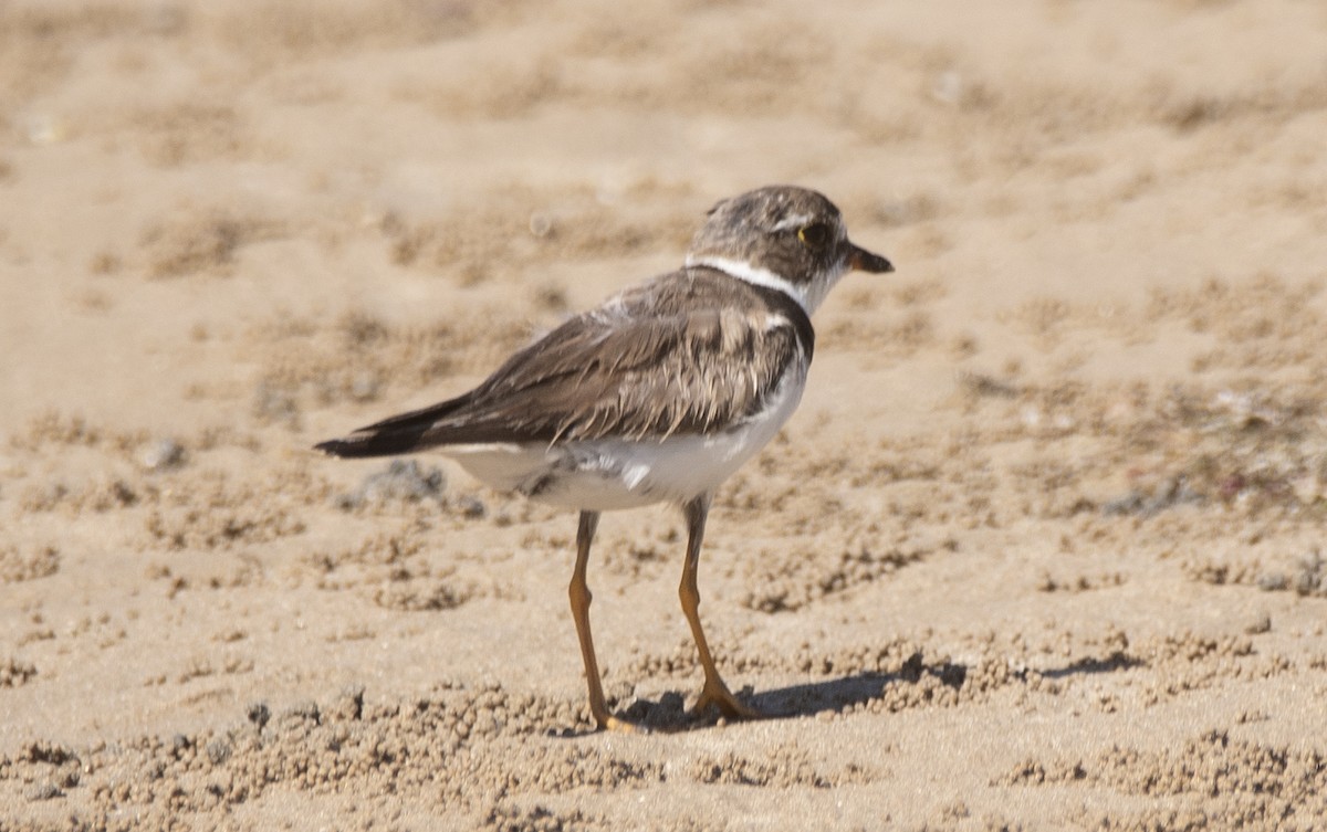 Semipalmated Plover - ML645204602