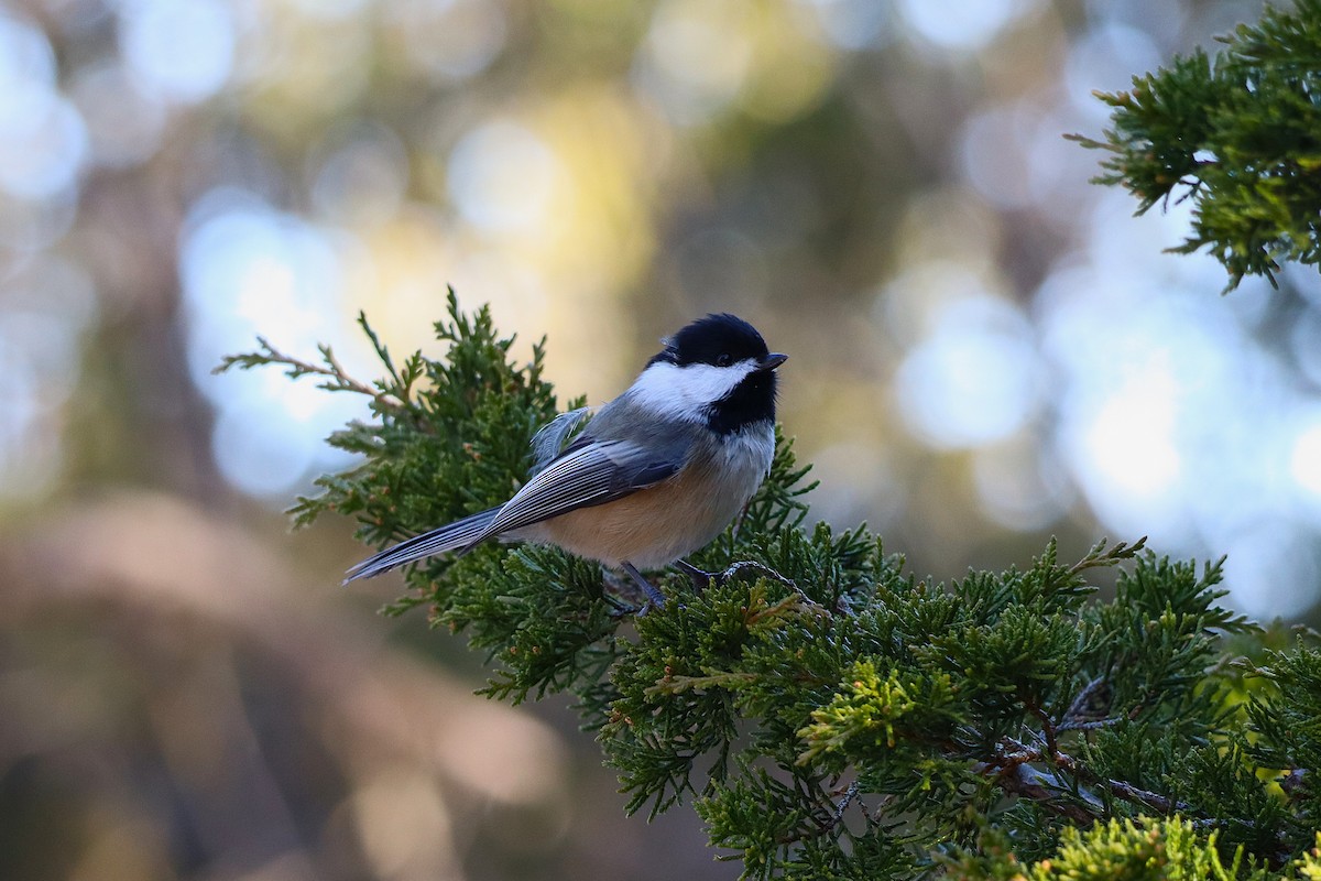 Гаїчка світлокрила - ML645204617