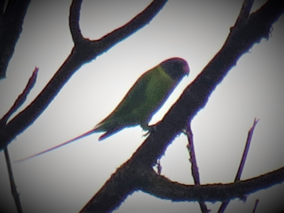 コセイインコ - ML645204630