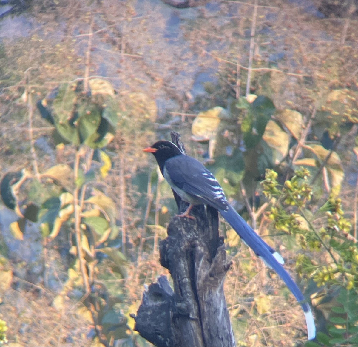 Red-billed Blue-Magpie - ML645204641