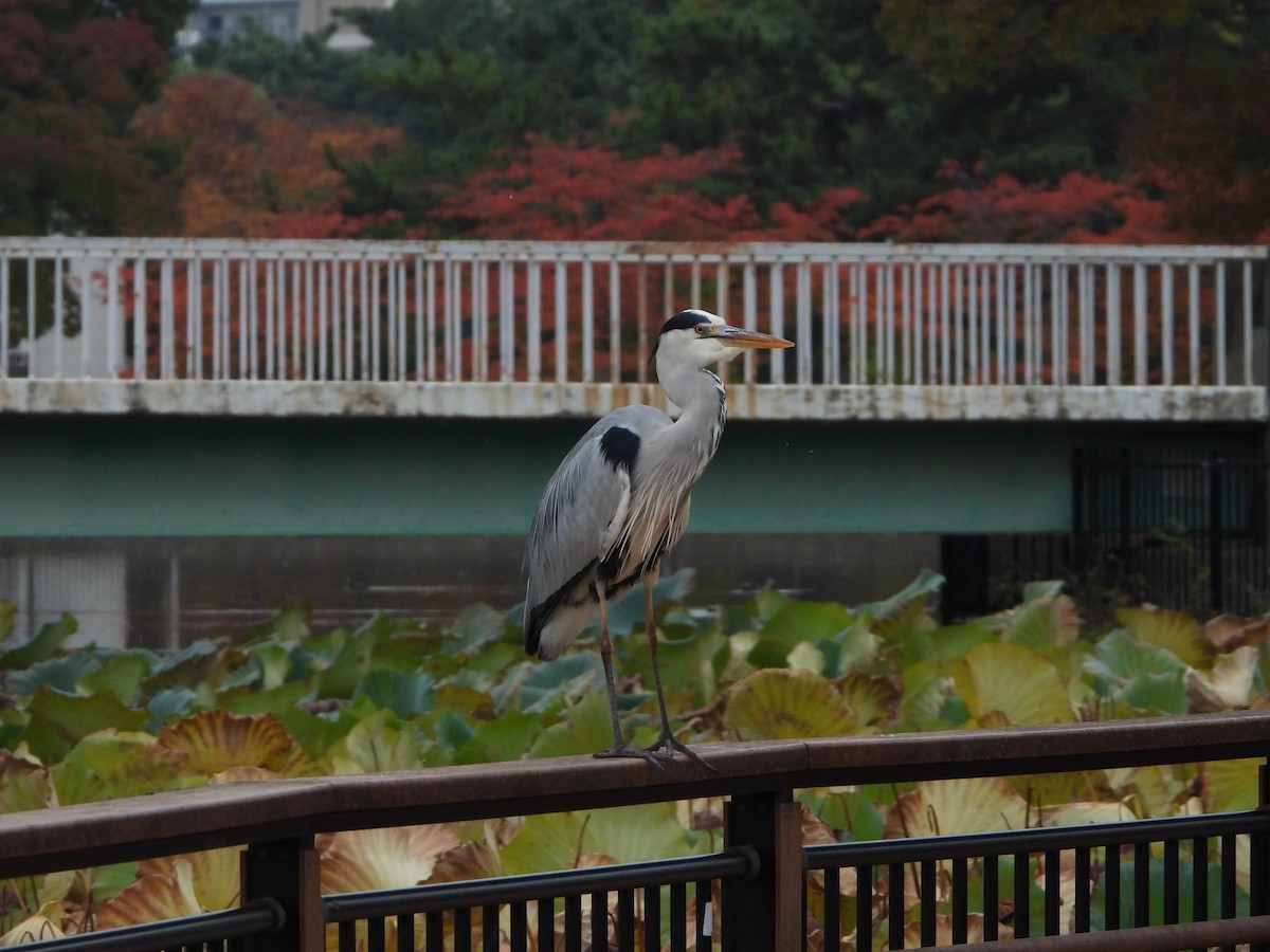 gråhegre - ML645204658