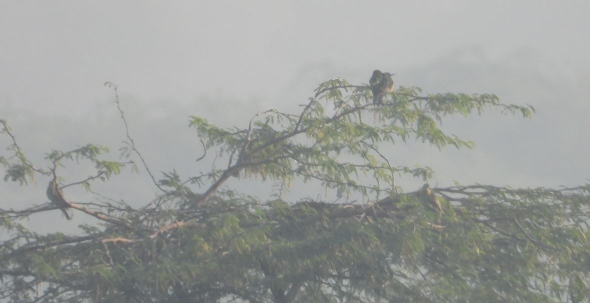 Зелёная щурка - ML645204664