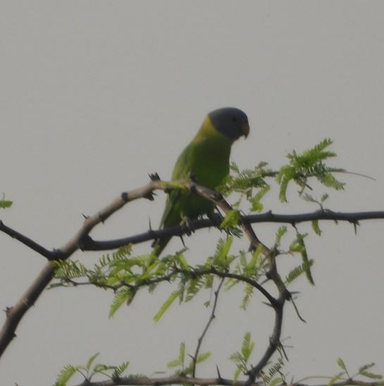 コセイインコ - ML645204671