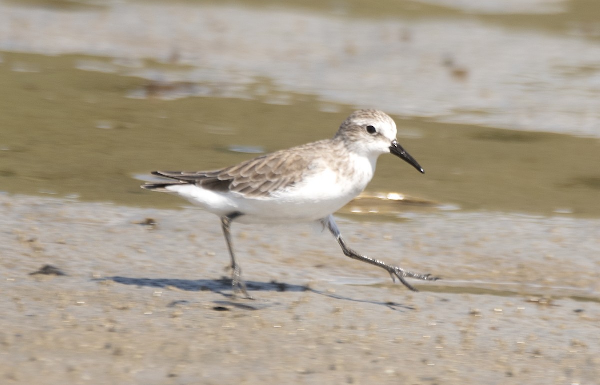 Semipalmated Sandpiper - ML645204674