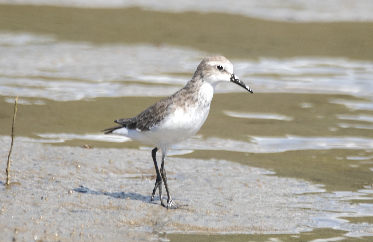 Semipalmated Sandpiper - ML645204675
