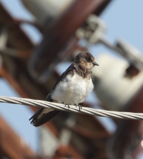 Bank Swallow - ML645204692