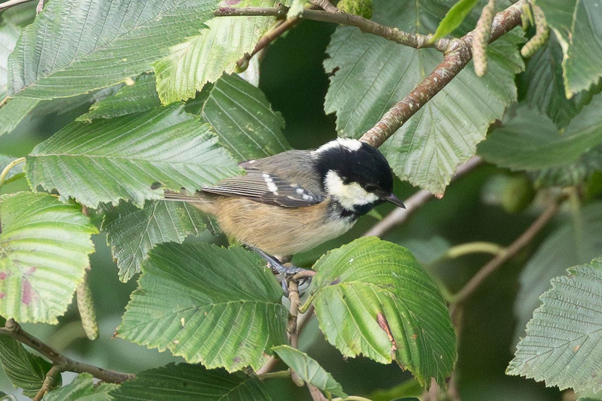 Coal Tit - ML645204693