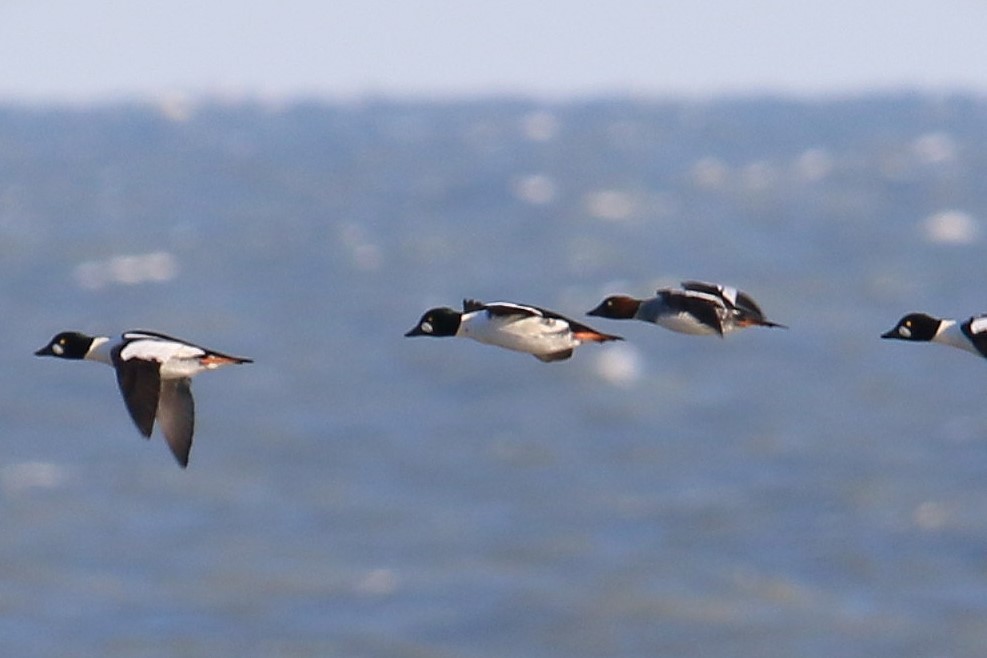 Алаг шунгаач - ML645204697