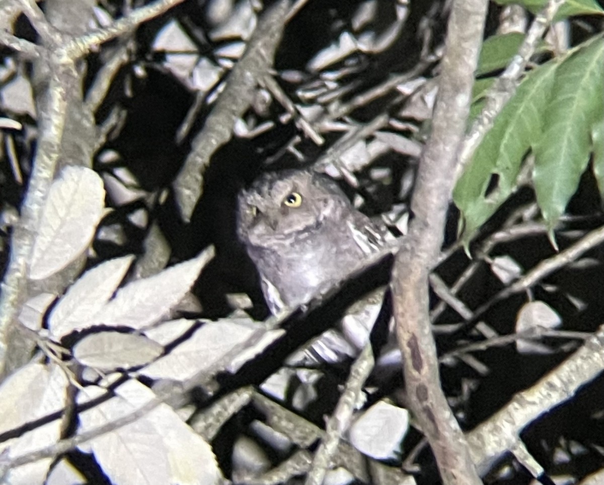 Пятнистая сплюшка - ML645204705