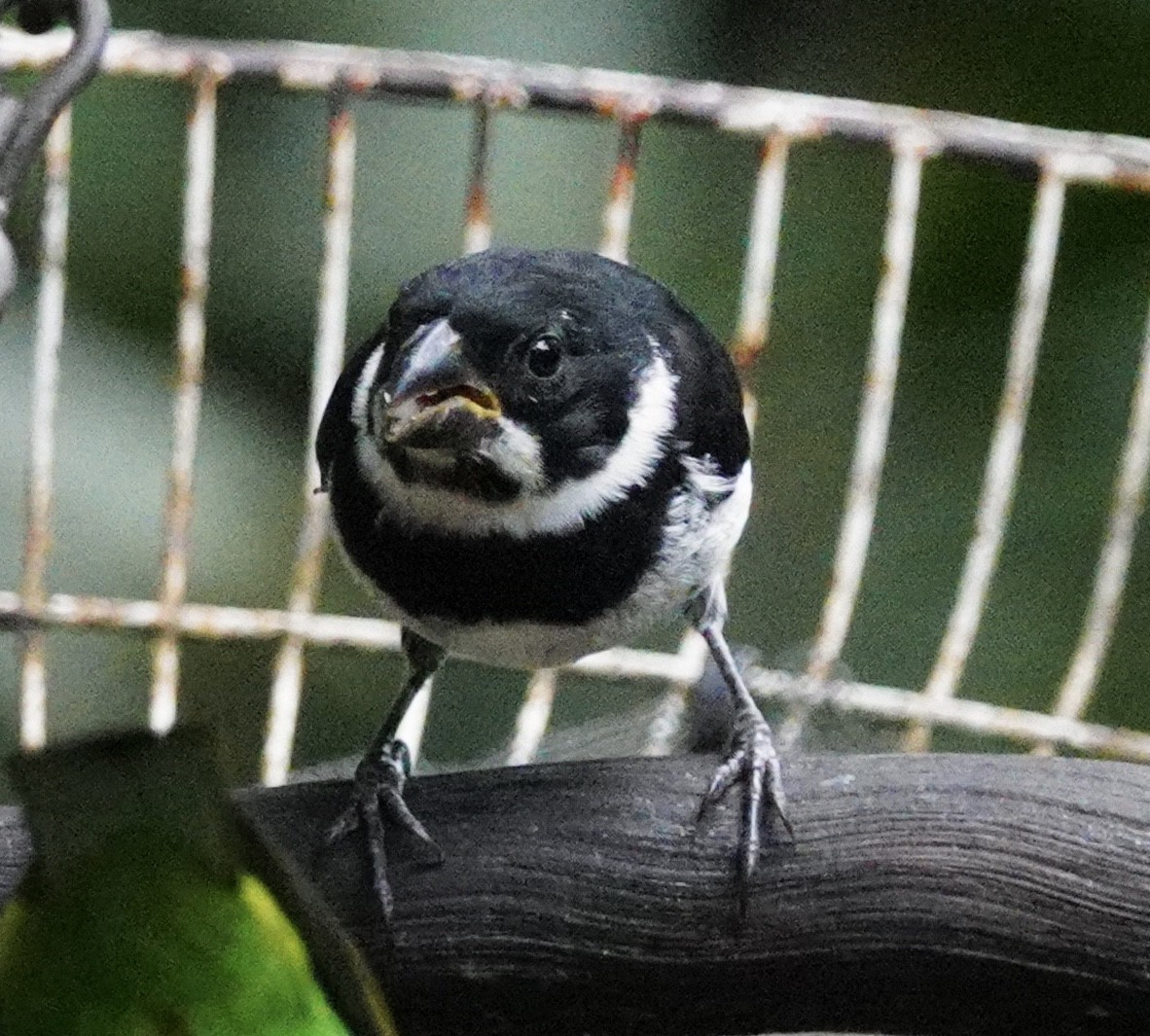 Variable Seedeater - ML645204707