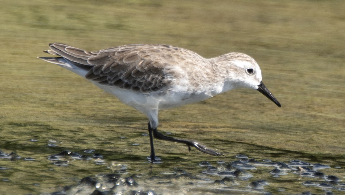 Semipalmated Sandpiper - ML645204711