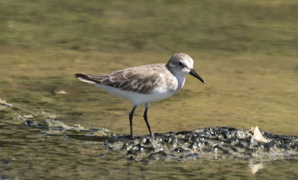 Semipalmated Sandpiper - ML645204712